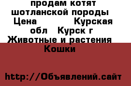 продам котят шотланской породы › Цена ­ 3 000 - Курская обл., Курск г. Животные и растения » Кошки   